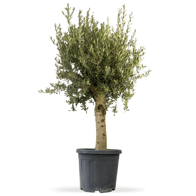 Olivenbaum XXL "Olivia"