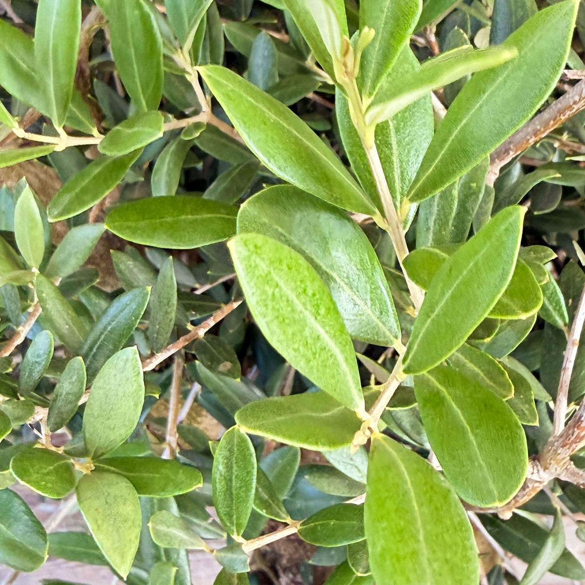 Olivenbaum XXL "Olivia"