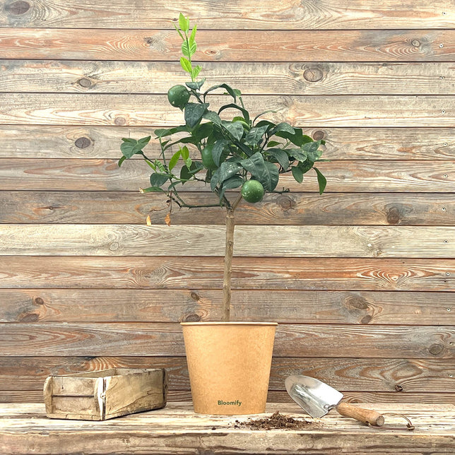 (B-Qualität) Orange "Otto"