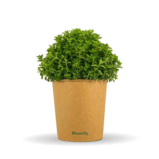 Oregano "Ornella"