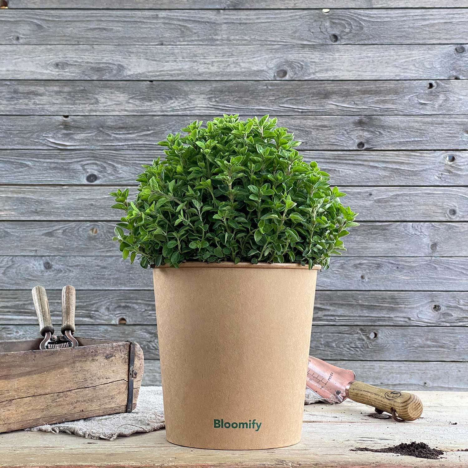 Oregano "Ornella"