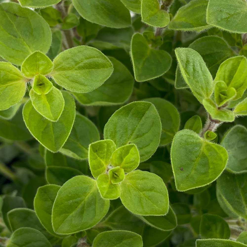 Oregano "Ornella"