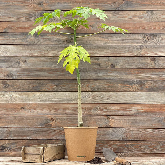 (B-Qualität) Papaya "Pedro"
