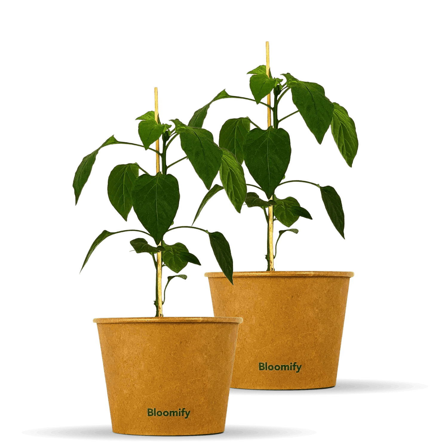 2 x Paprika "Pablo"