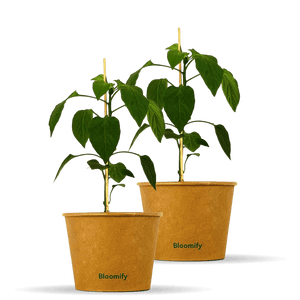 2 x Paprika "Pablo"