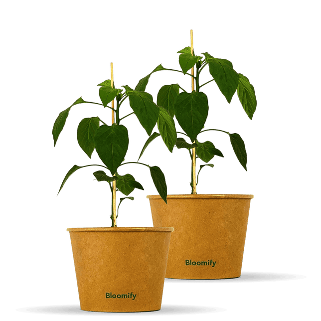 2 x Paprika "Pablo"