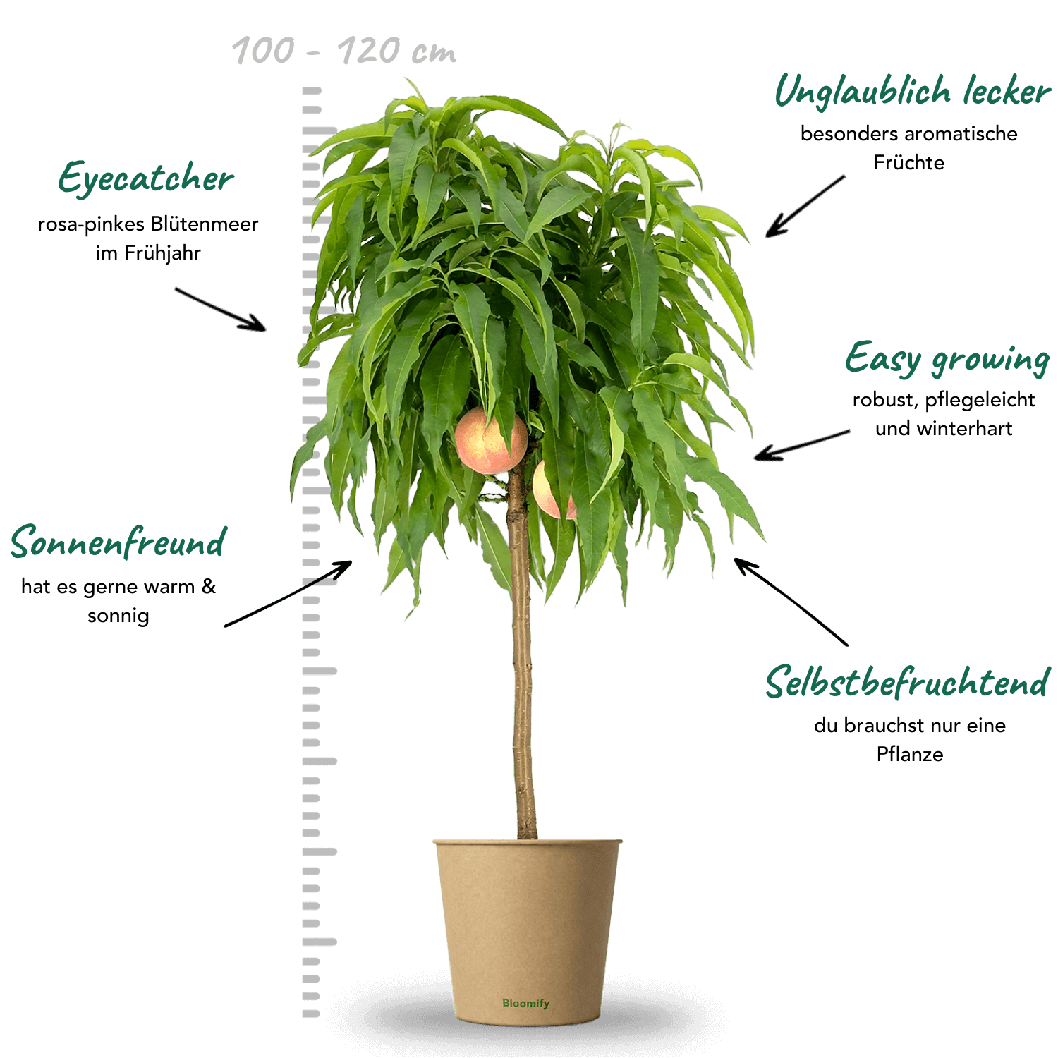 Balkon-Pfirsich "Paul"