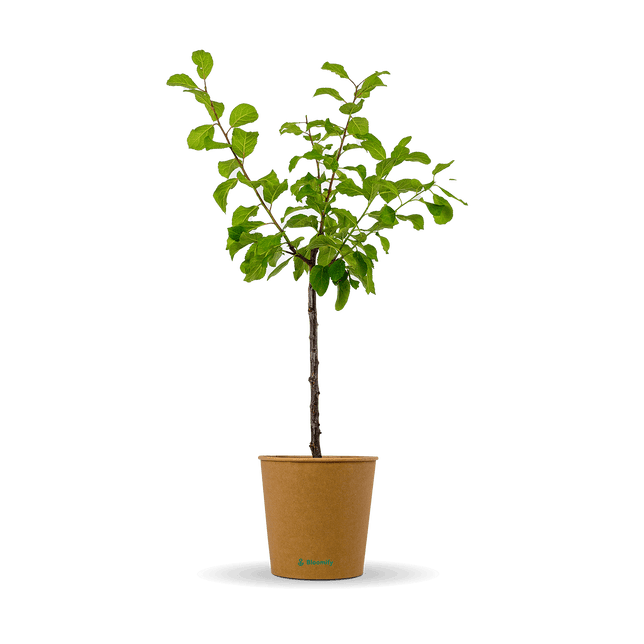 Pflaume "Paula" (Bio)