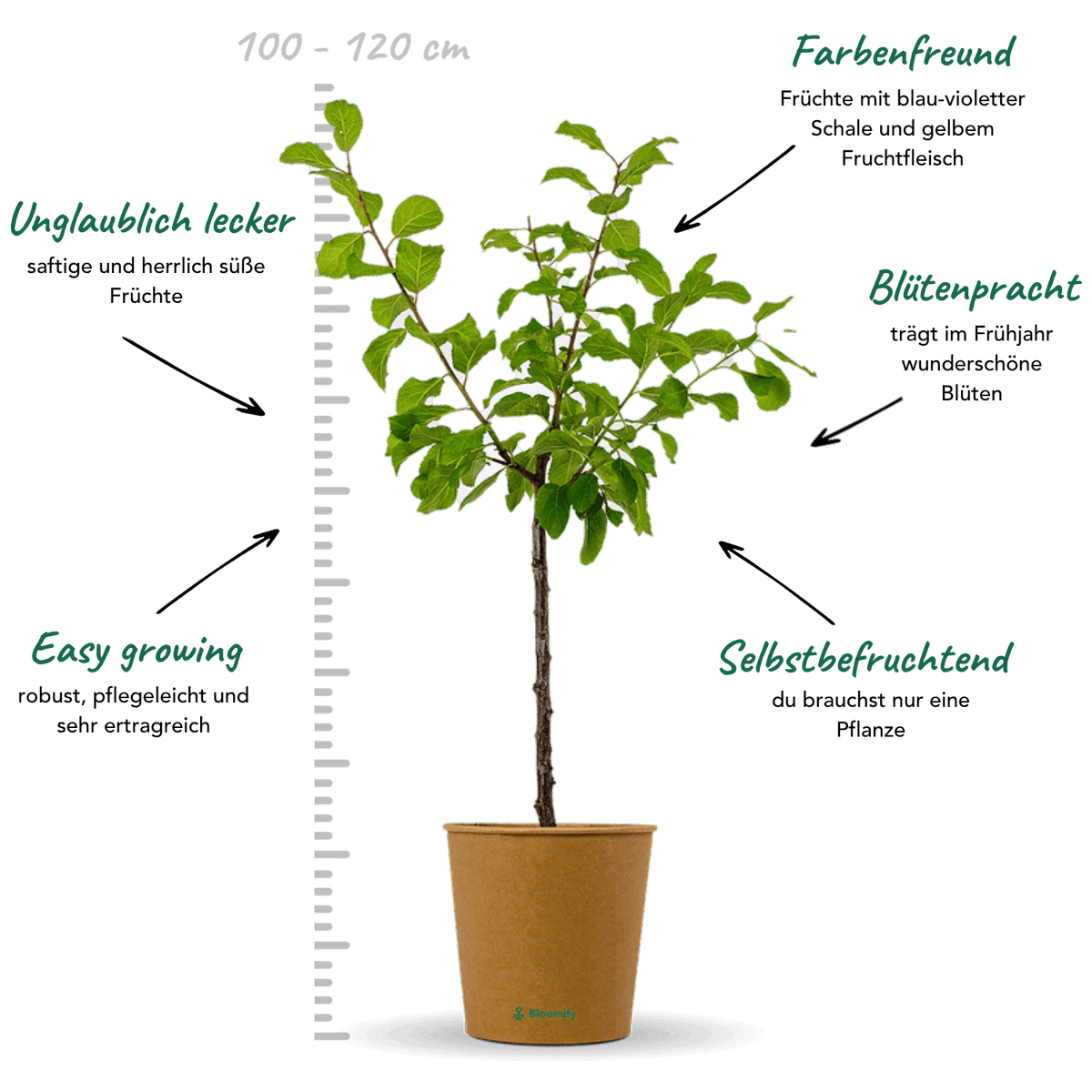 Pflaume "Paula" (Bio)