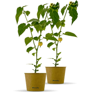 2 x Physalis "Phibie"