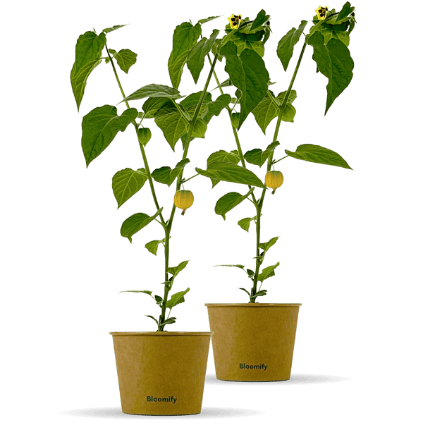 Physalis „Phibie“ – Beerenpflanze in Gärtnerqualität kaufen