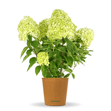 Rispenhortensie "Hedwig"