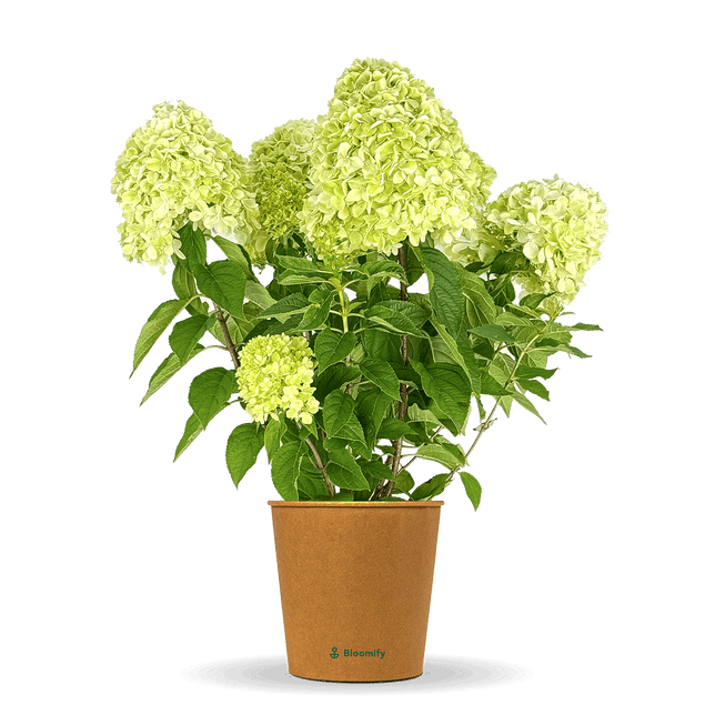 Rispenhortensie "Hedwig"