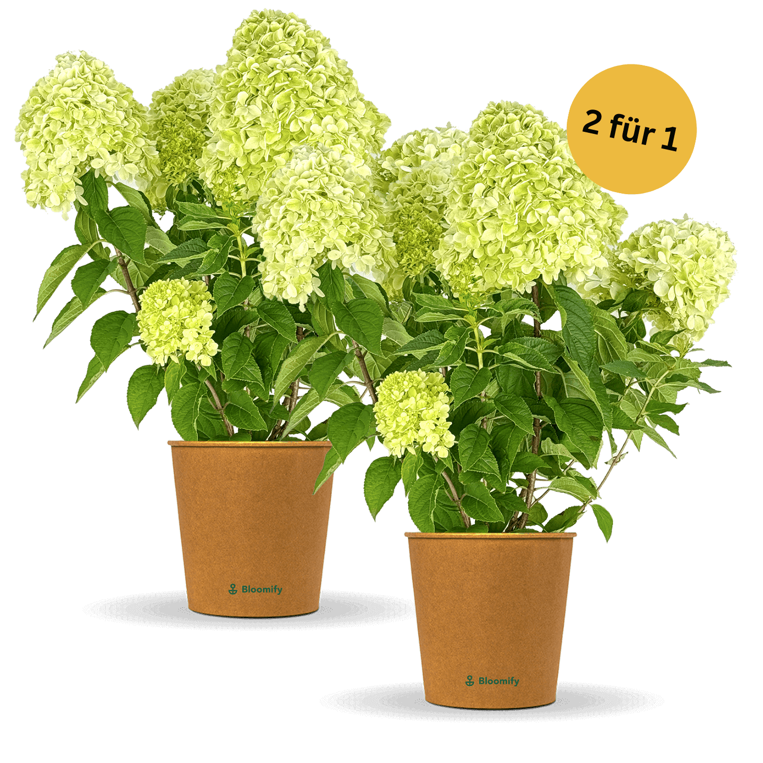 Rispenhortensie "Hedwig"