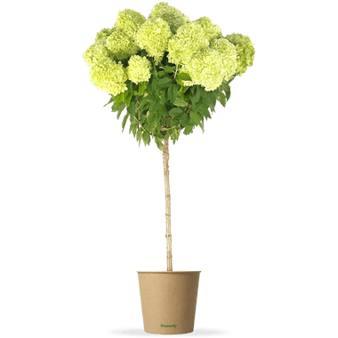Rispenhortensie Stamm "Holly"