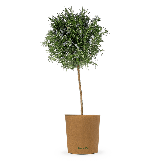 Rosmarin Stamm "Robert"