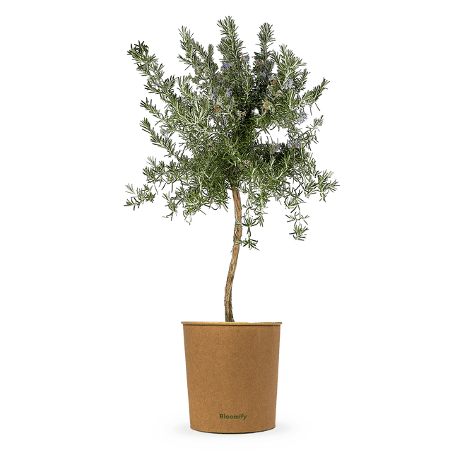 Rosmarin Stamm hängend "Ricardo"