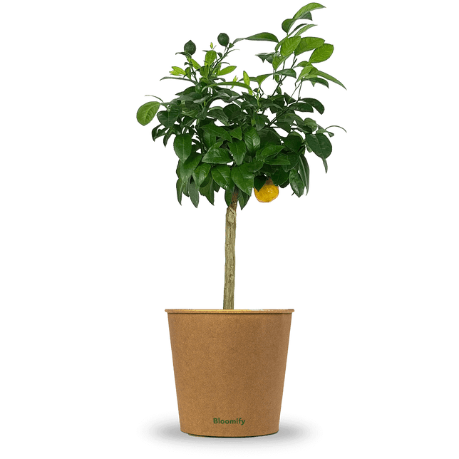 Rote Limette "Ronda"