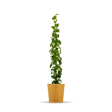 Säulenbirne "Sigrid" (Bio)