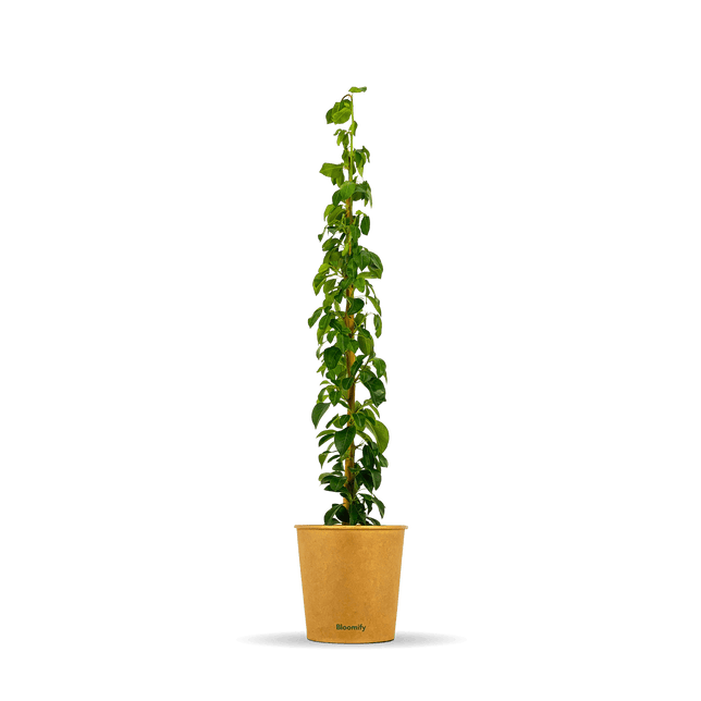 Säulenbirne "Sigrid" (Bio)