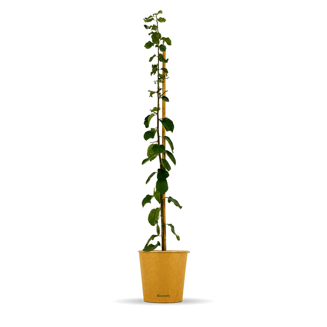 Säulenzwetschge "Slavik" (Bio)