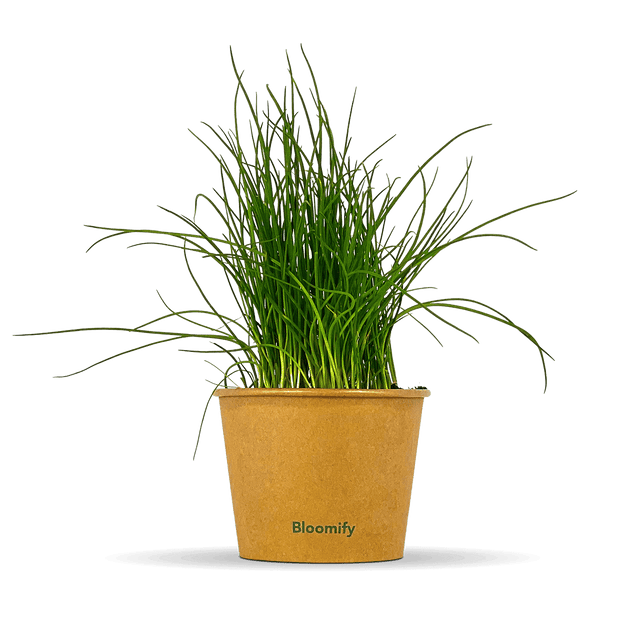 Schnittlauch "Siggi"