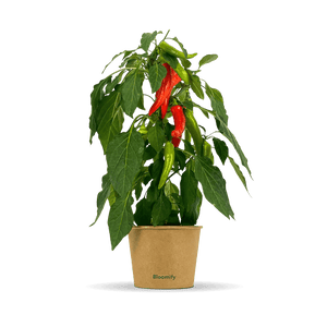 Snackchili "Sanchez"