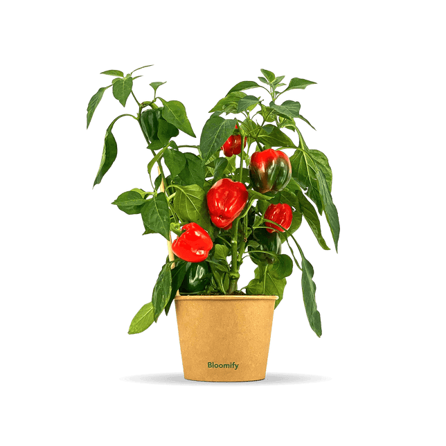 Snackpaprika "Sergio"