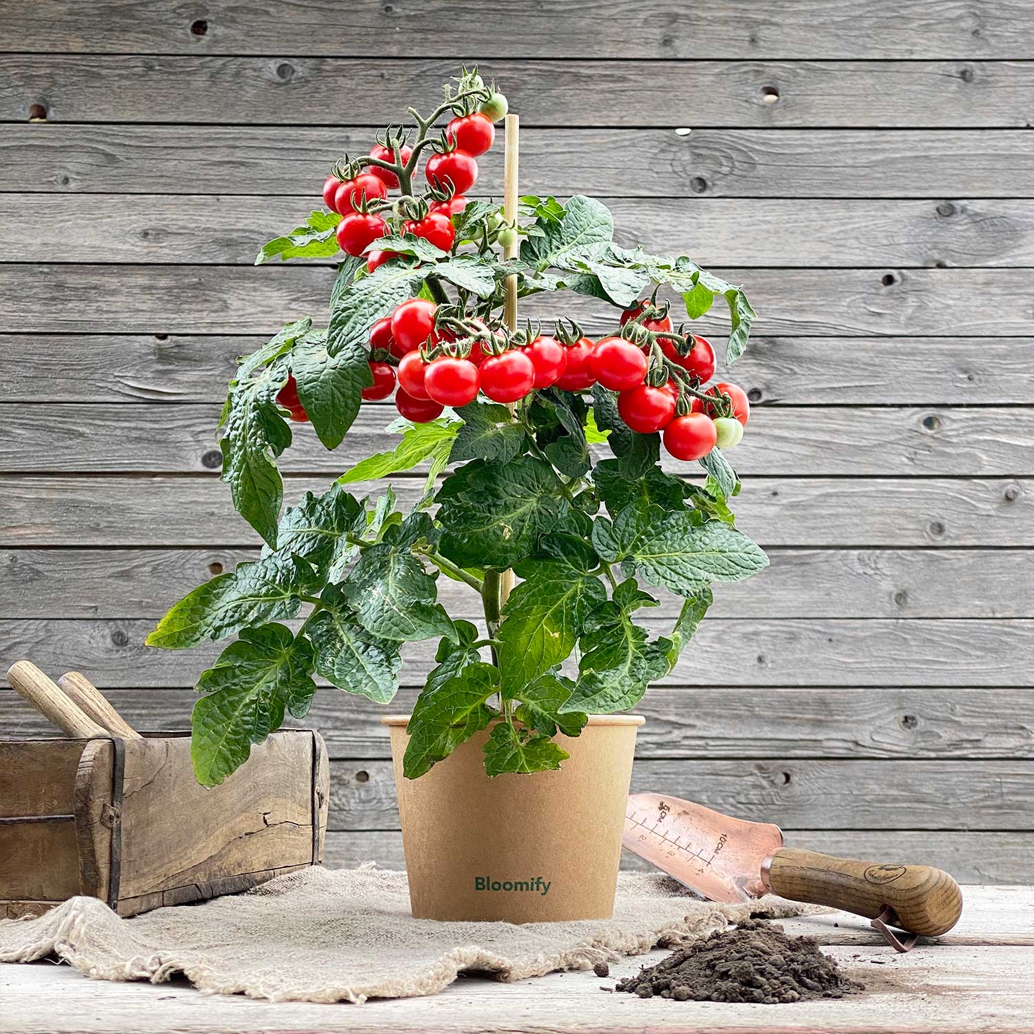 Snacktomate "Sally"