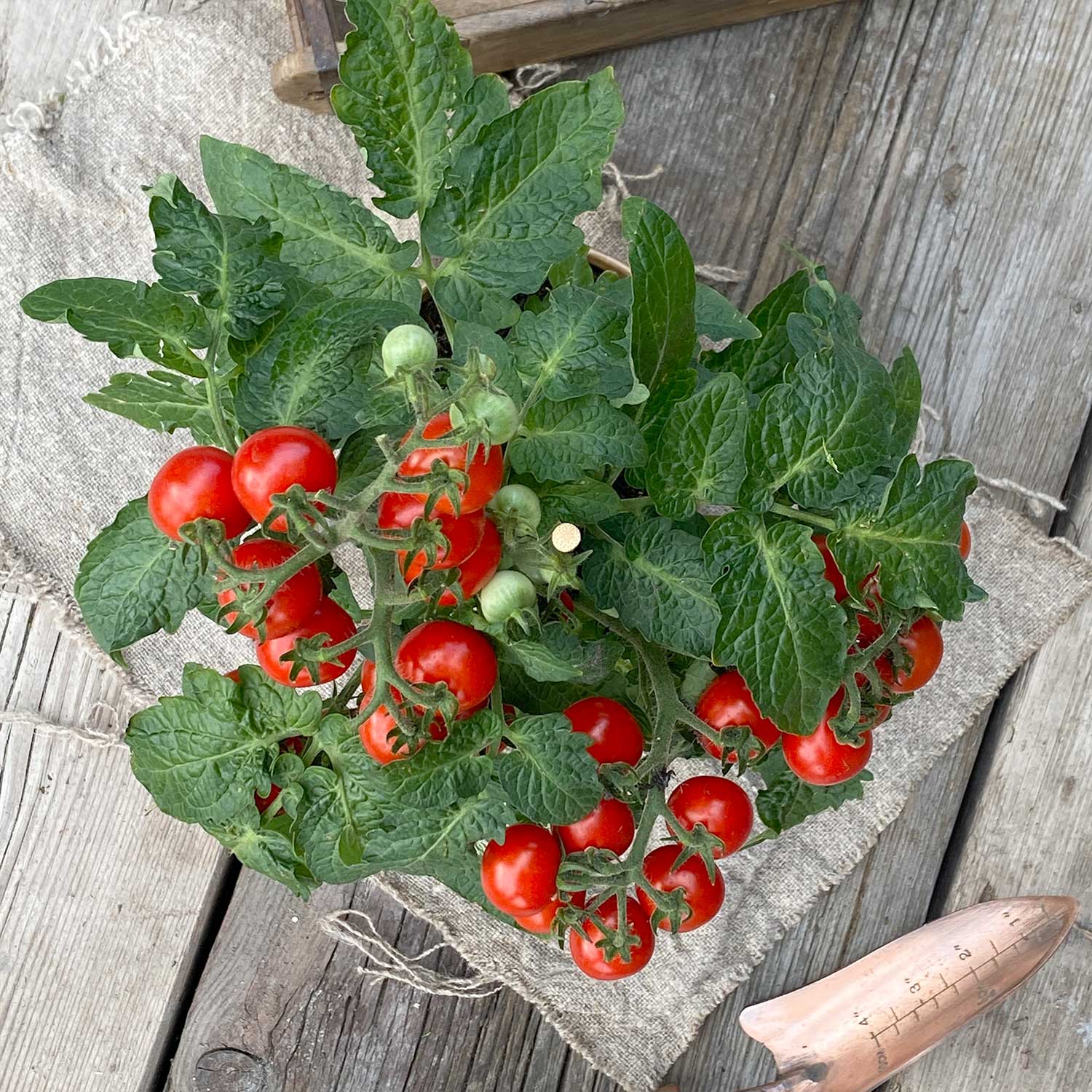 Snacktomate "Sally"