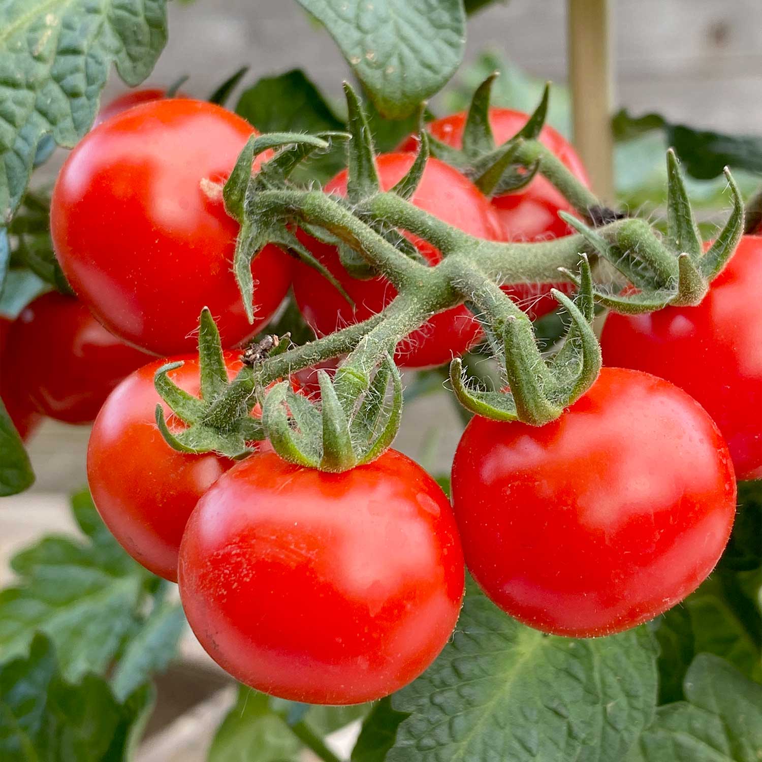 Snacktomate "Sally"