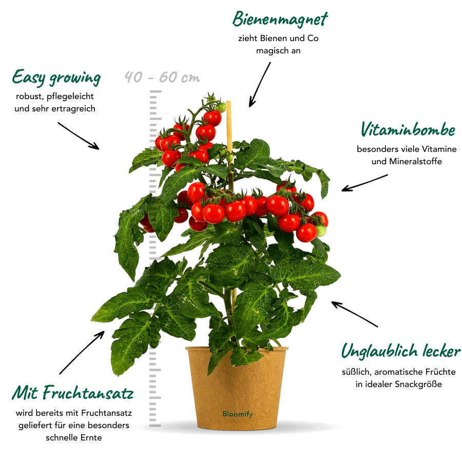Snacktomate "Sally"