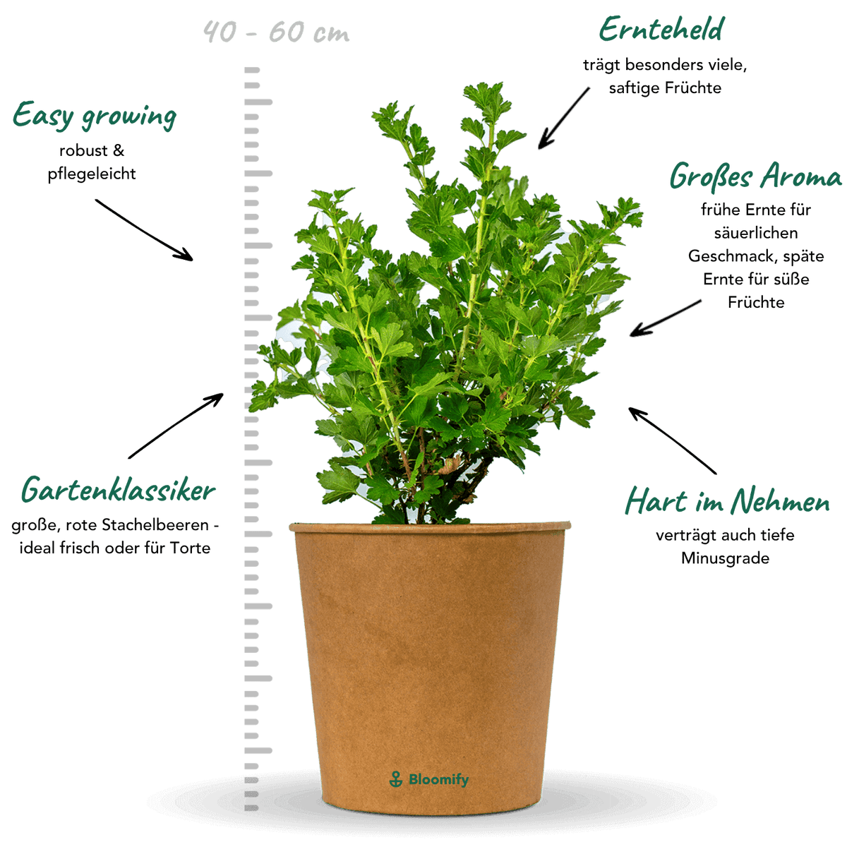 Stachelbeere rot "Stella" (Bio)