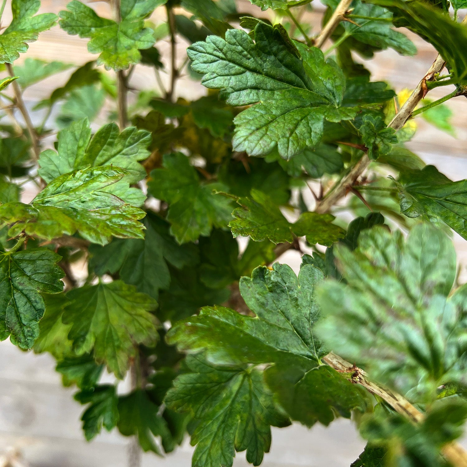 Stachelbeere Stamm grün "Stevie" (Bio)