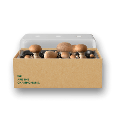 Pilzzuchtset "Steinchampignons"