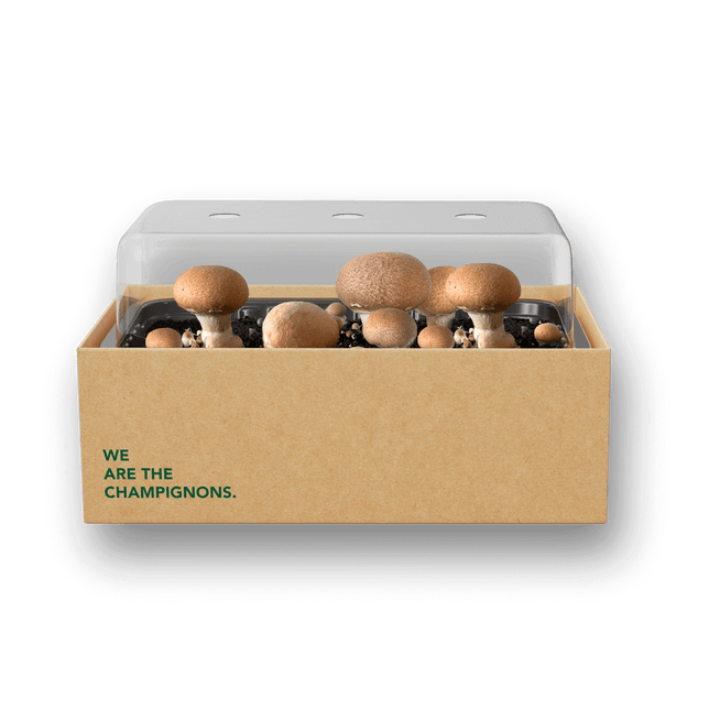 Pilzzuchtset "Steinchampignons"