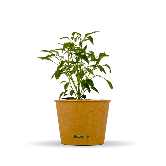 Thai Chili "Thorsten"