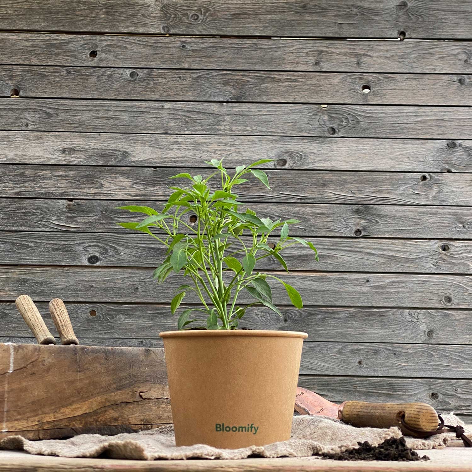 (B-Qualität) Thai Chili "Thorsten"
