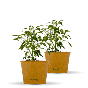 2 x Chili "Charles"