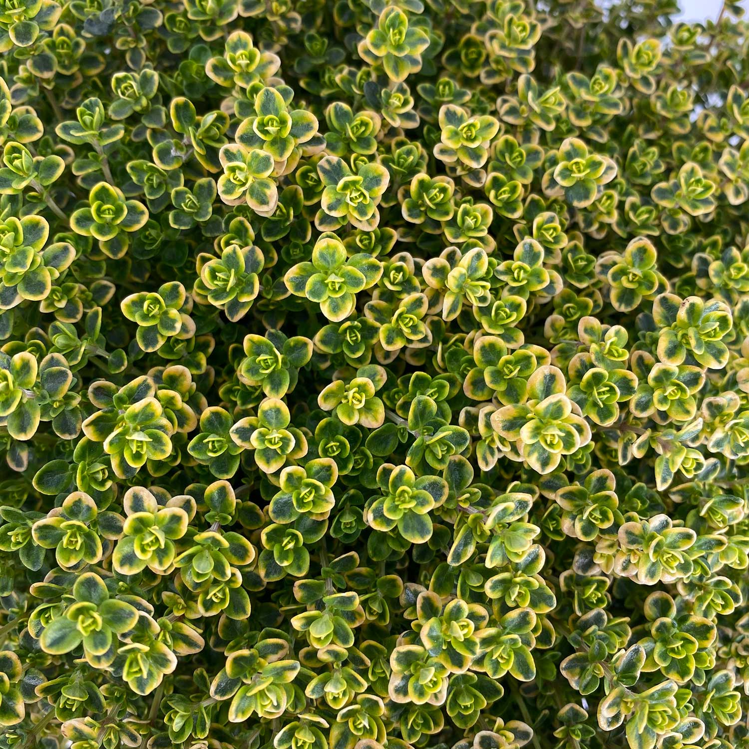 Thymian "Thierry"