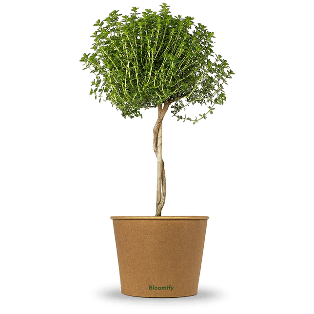 Thymian Stämmchen "Theodor"