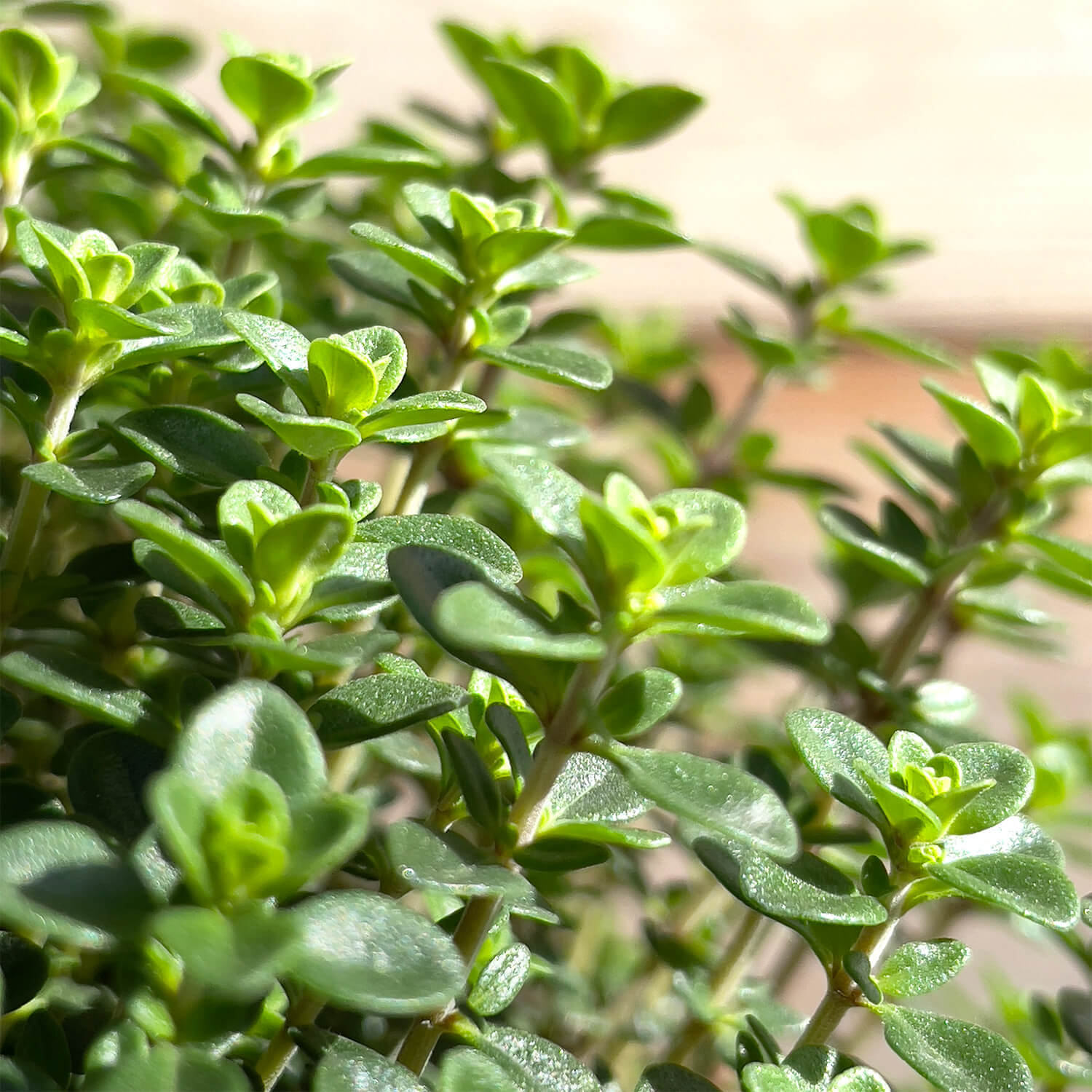Thymian Stämmchen "Theodor"