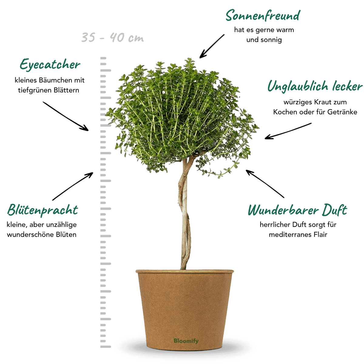Thymian Stämmchen "Theodor"