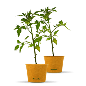 2 x Tomate "Thomas"