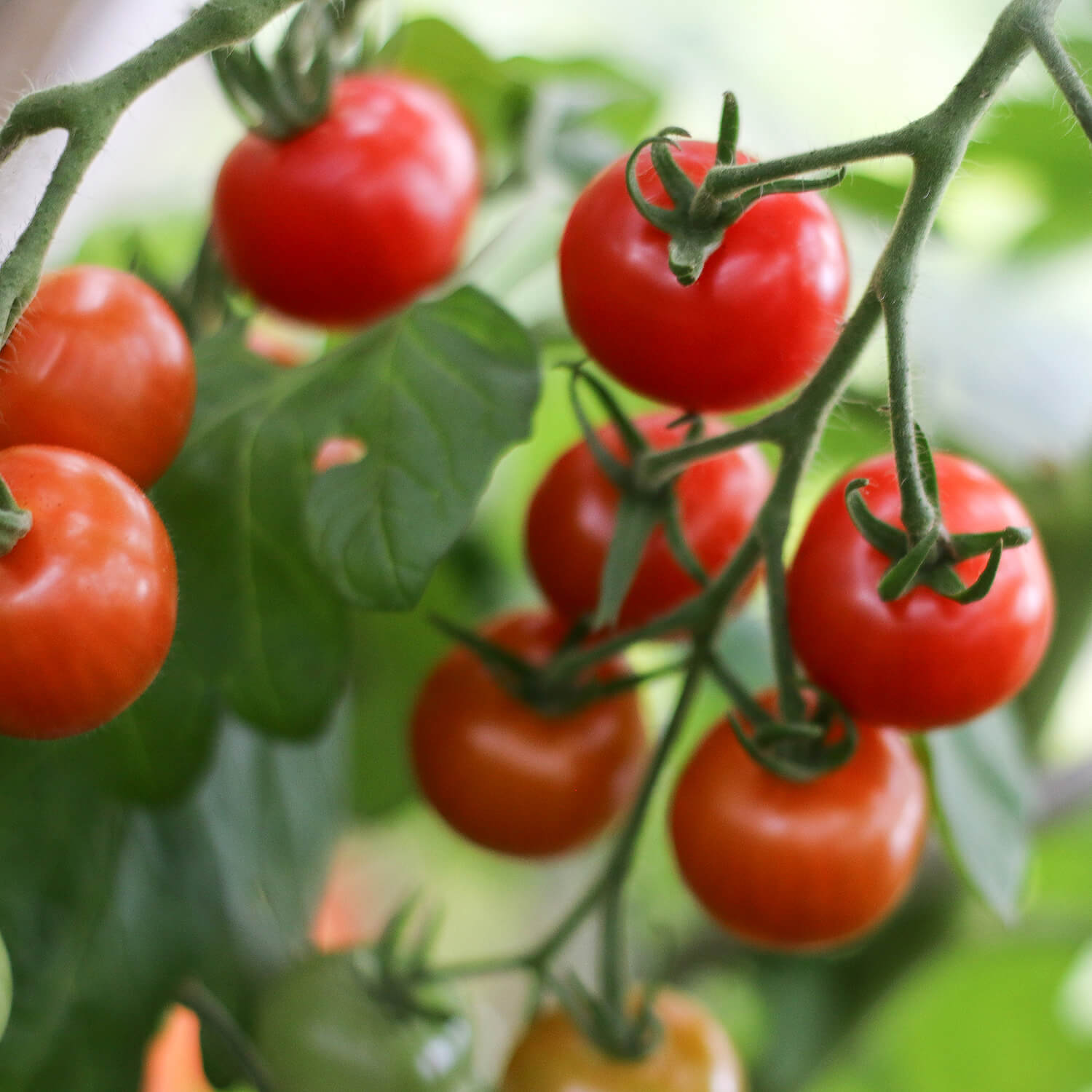 2 x Mini Tomate "Tim"