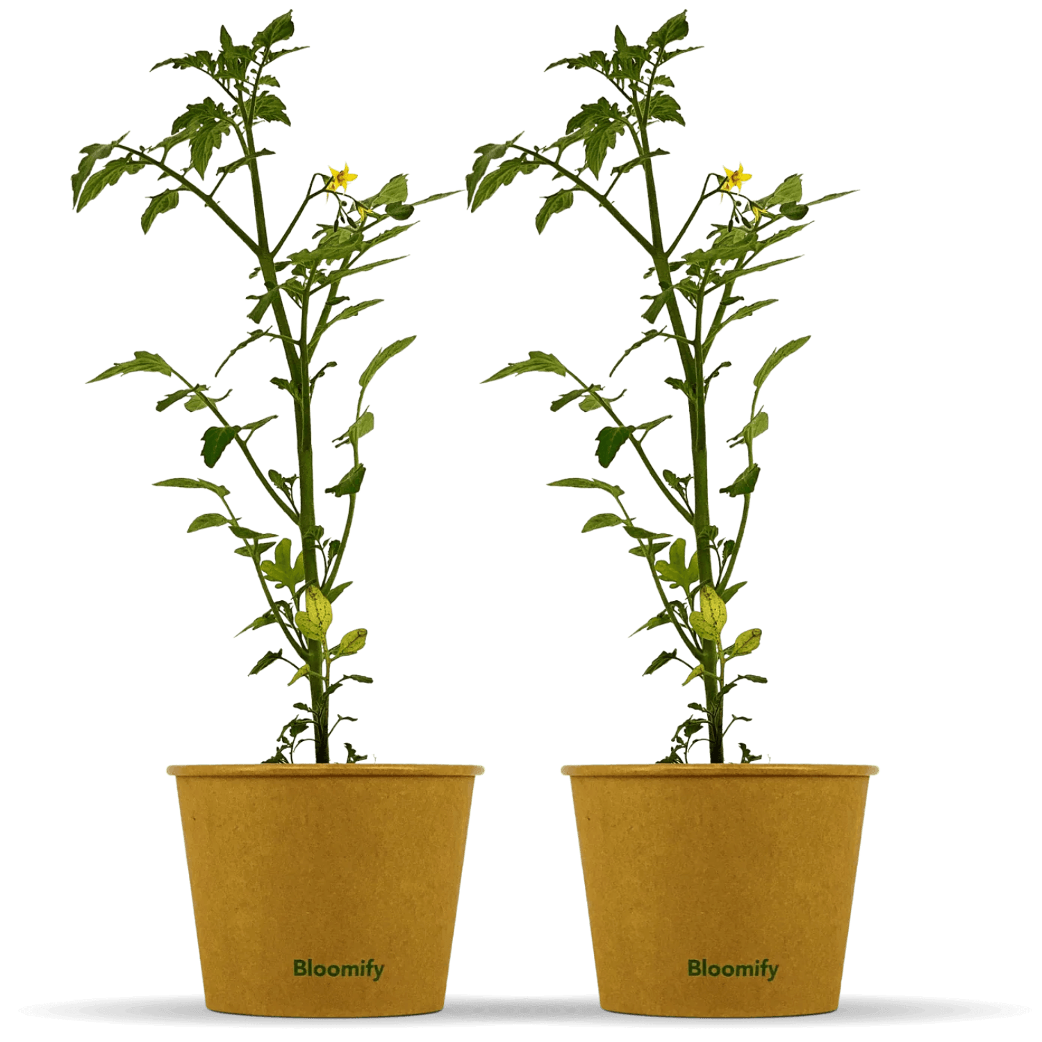 2 x Mini Tomate "Tim"