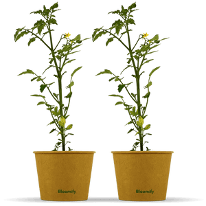 2 x Mini Tomate "Tim"
