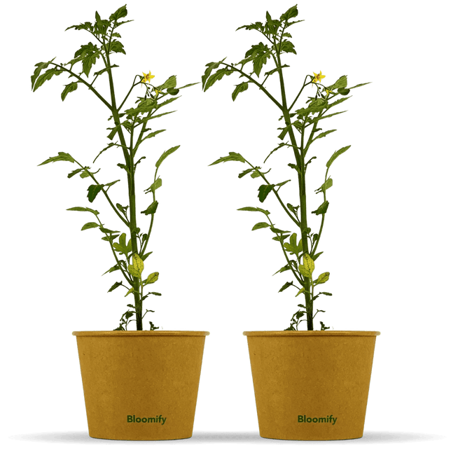 2 x Mini Tomate "Tim"