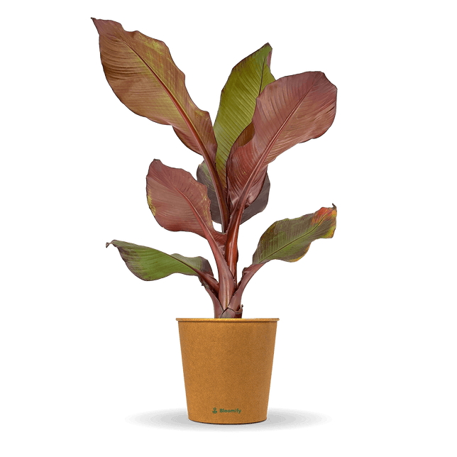 Zierbanane "Zara"