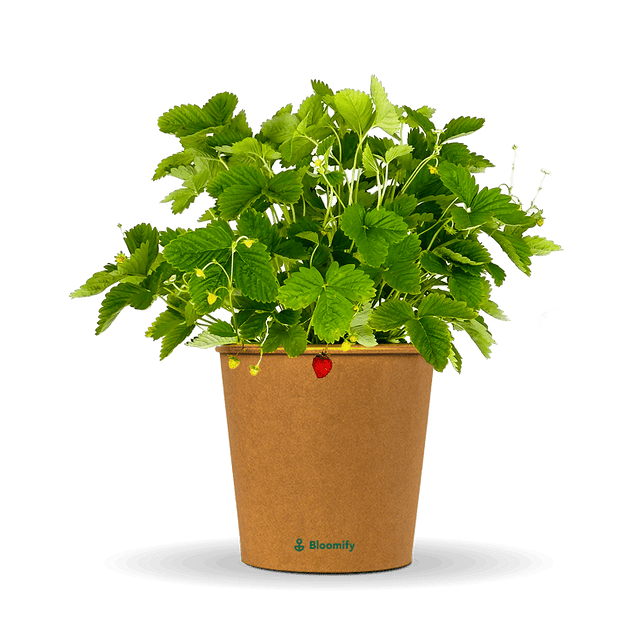 Walderdbeere "Waldemar"